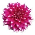 Dahlia Soğanı